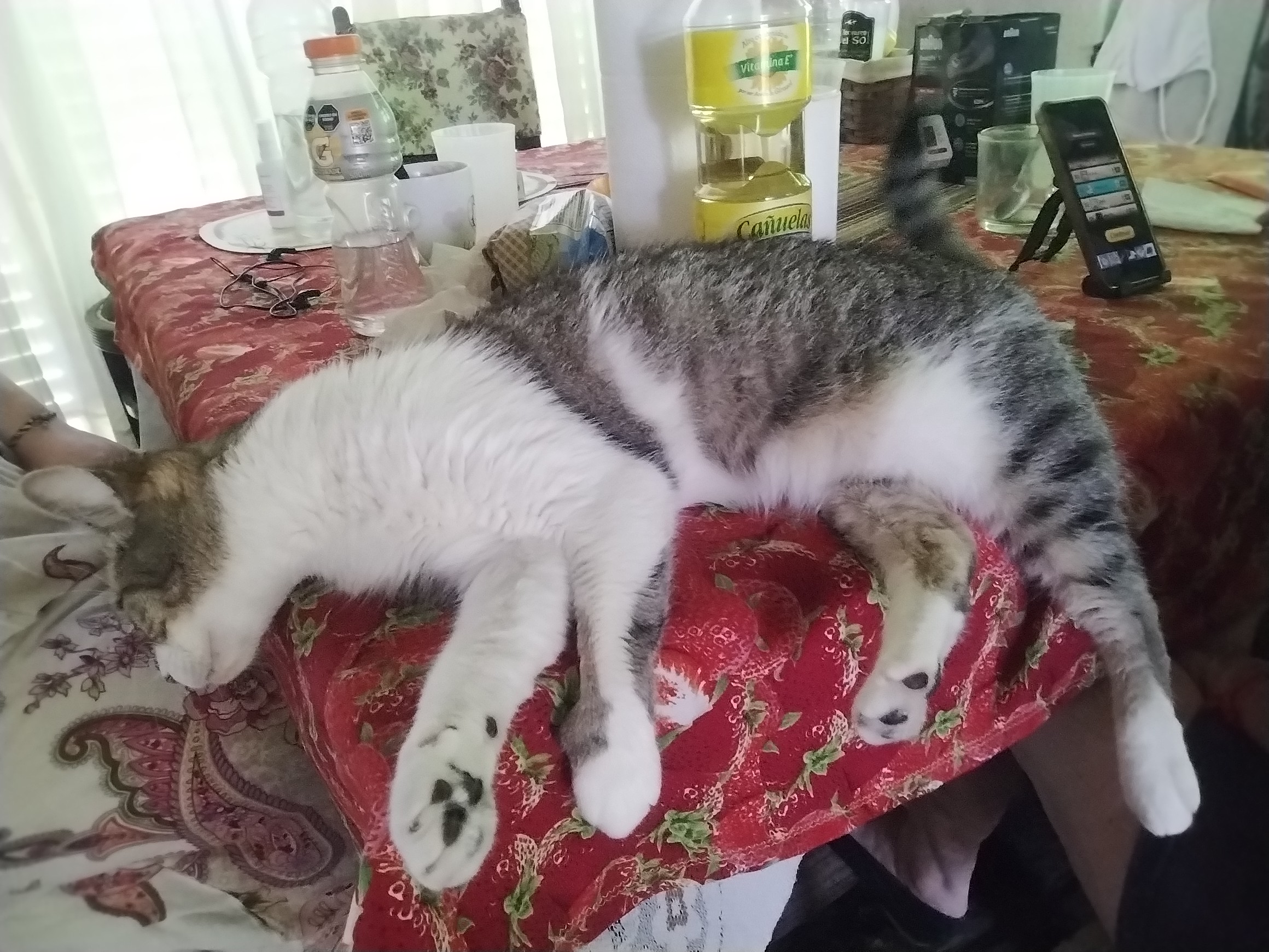 Tuni laying on the table looking dead